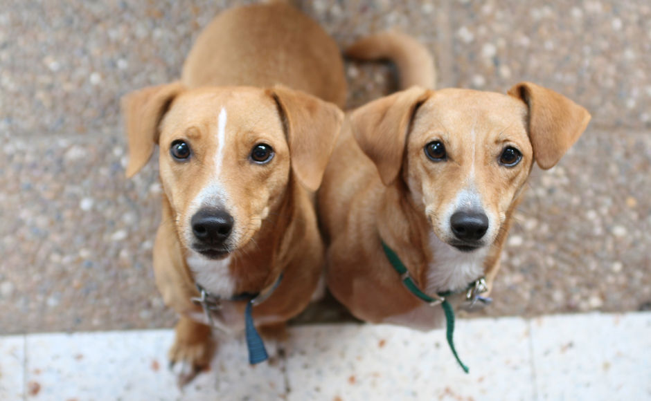 Brown Dogs