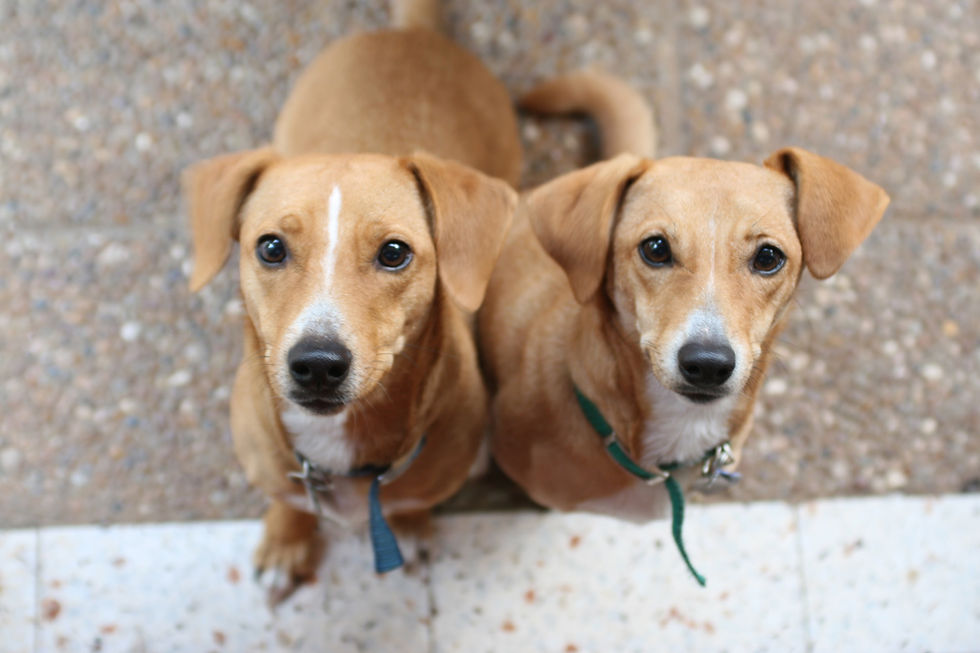 Two Brown Dogs