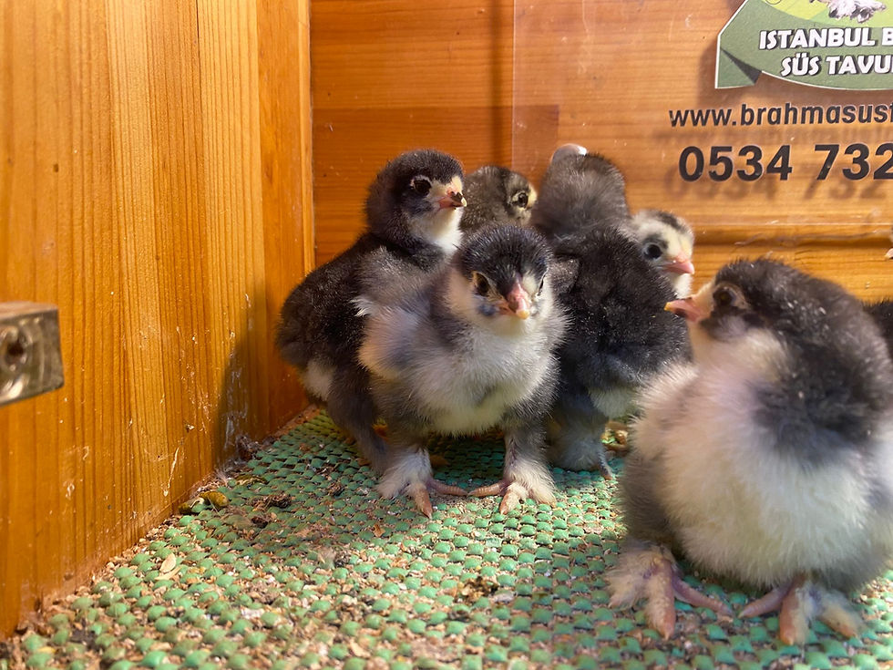 Küçük resim: Black Brahma Civciv