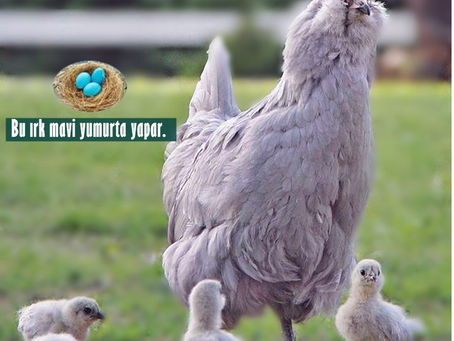 Americuana Mavi Yumurta tavukları