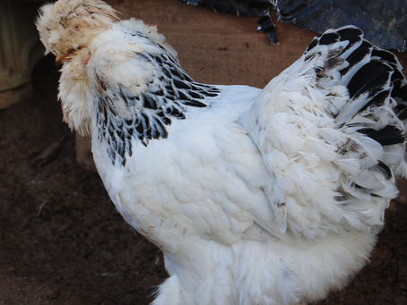 Park Brahma Tavuk Özellikleri