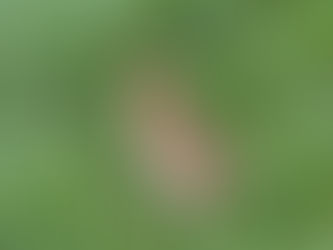 Bıldırcın Özellikleri Hakkında Bilgiler