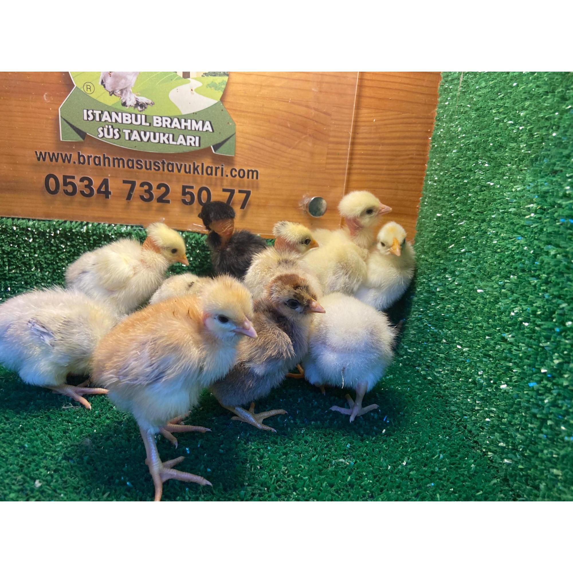 Türken Kel Boyunlu Civciv Satışı