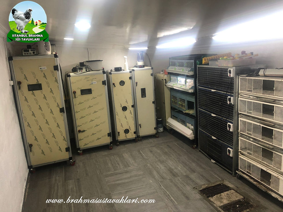 Kuluçka Makinası Tavuk Civciv