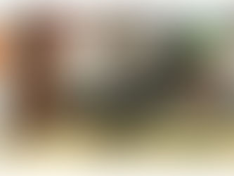 Brakel Tavuk Özellikleri Irk Bilgileri