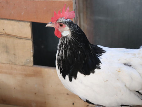 Tavuk Kaç Yıl yaşar Tavukların Ömürleri