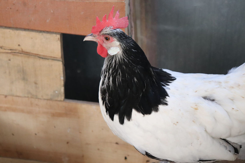 Tavuk Kaç Yıl yaşar Tavukların Ömürleri