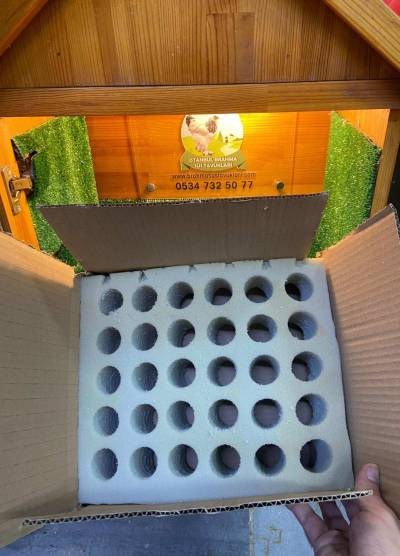 30'lu Sünger Yumurta Viyolü Tavuk