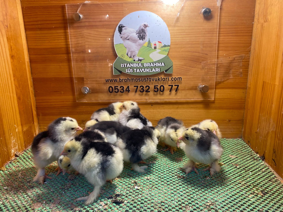 Küçük resim: Black Modled Brahma Civciv