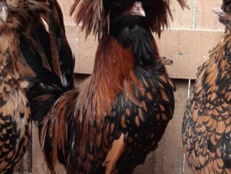 Gold Fizan Kuluçkalık Yumurta Ve CİVCİV