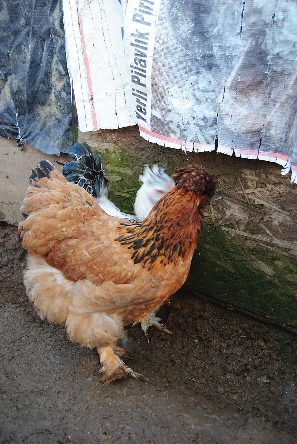 Küçük resim: Park Brahma Civciv Kuluçkalık Yumurta