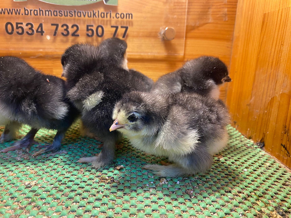 Küçük resim: Black Brahma Civciv