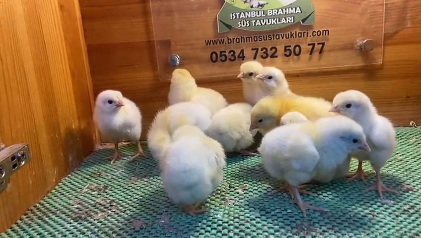 Küçük resim: Light Sussex Civciv