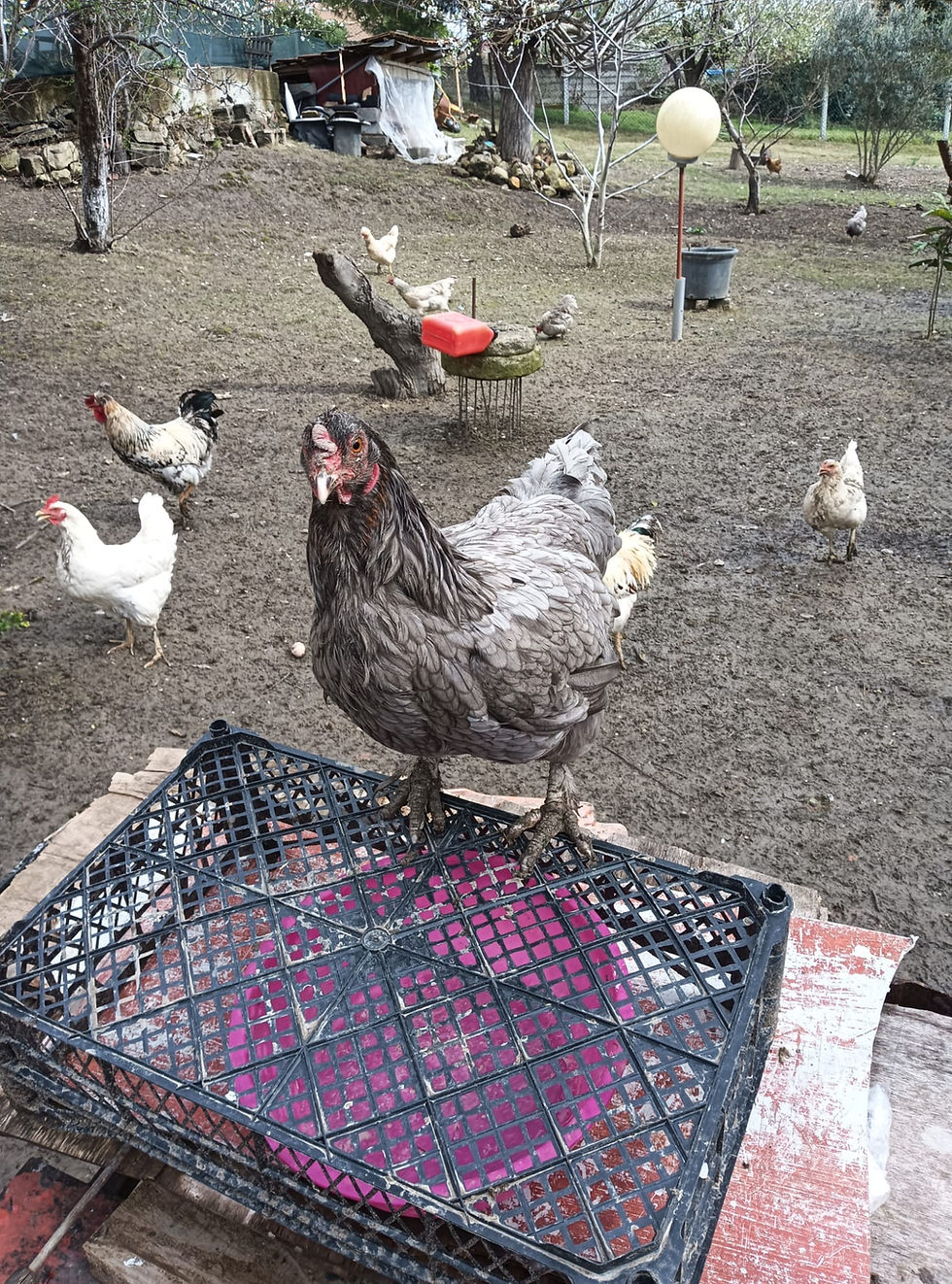Küçük resim: Karışık Köy Tavuk Kuluçkalık Yumurtası