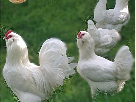 White Ameraucana Kuluçkalık Yumurta Ve Civciv