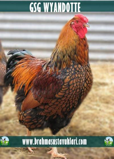 GSG Wyandotte Kuluçkalık Yumurta