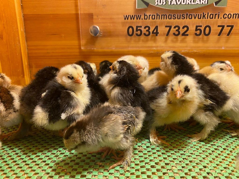 Küçük resim: İspenç Civciv