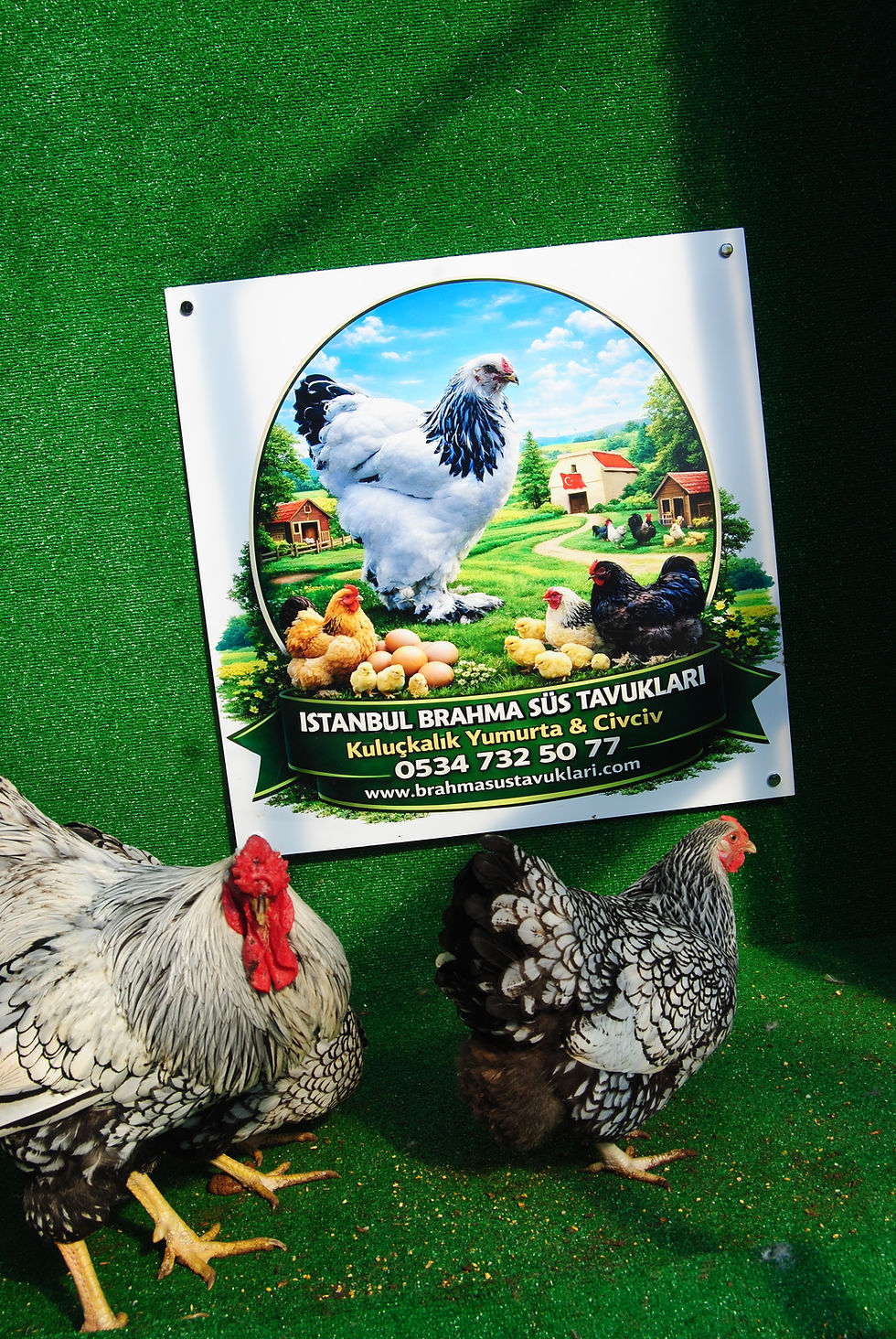Küçük resim: Silver Wyandotte Kuluçkalık Yumurta