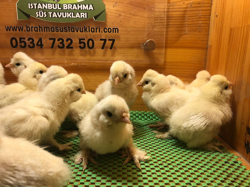 Küçük resim: Osmanlı Sultan Civciv