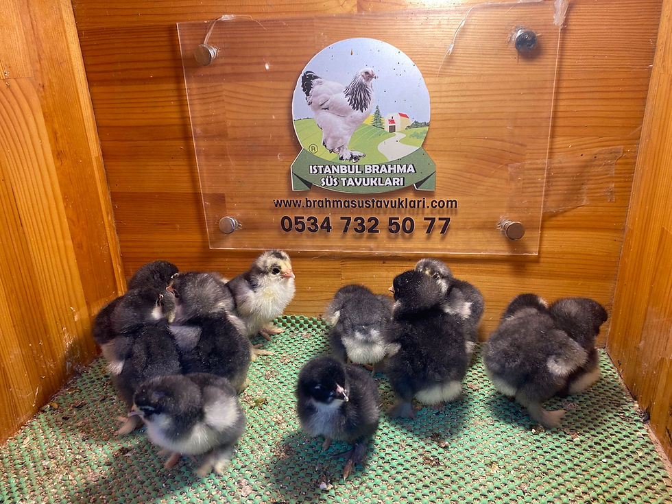 Küçük resim: Black Brahma Civciv