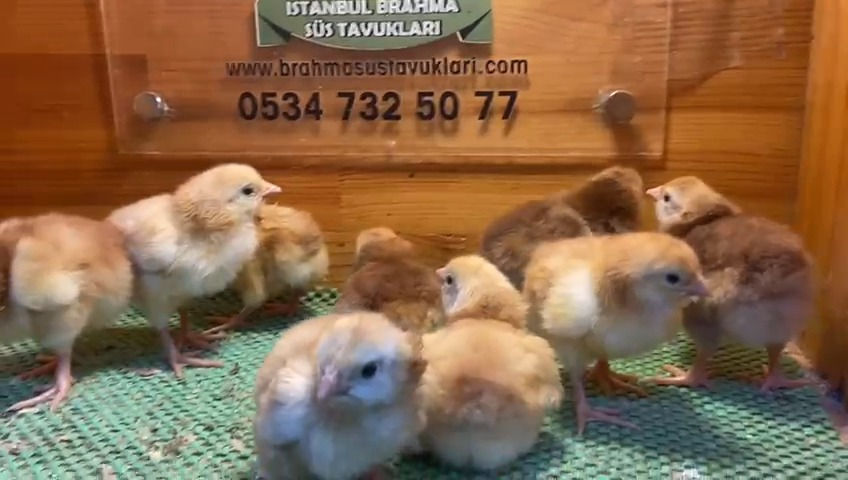 Küçük resim: Rhode Island Red Civciv