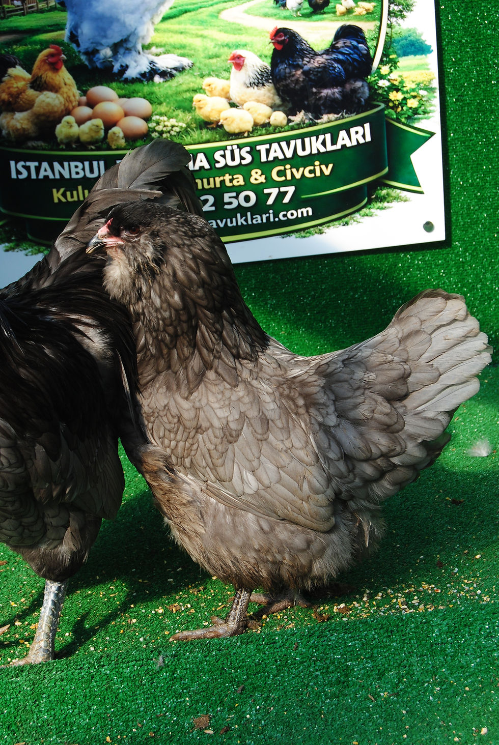 Küçük resim: Blue Ameraucana Kuluçkalık Yumurta