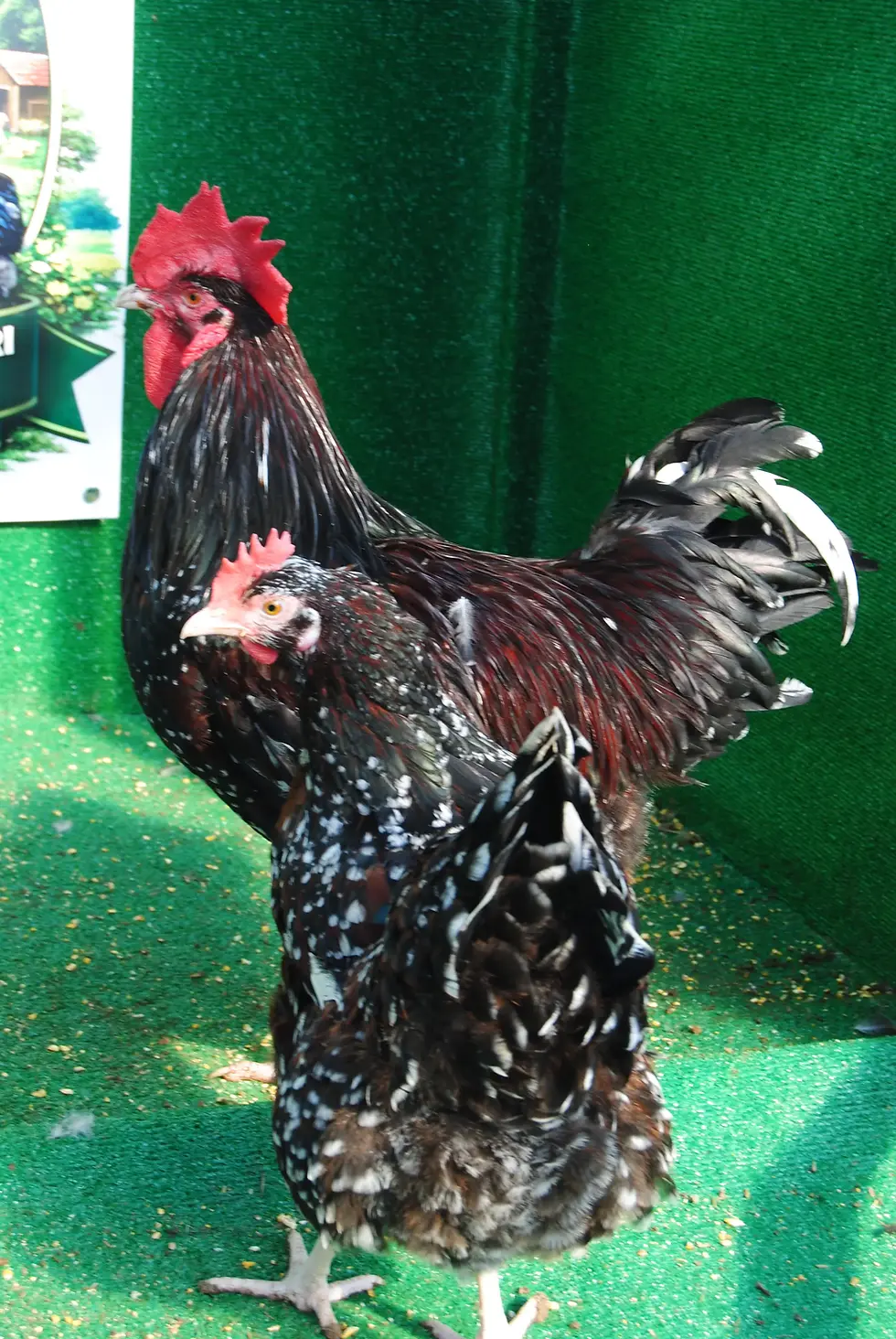 Küçük resim: Speckled Sussex Kuluçkalık Yumurta