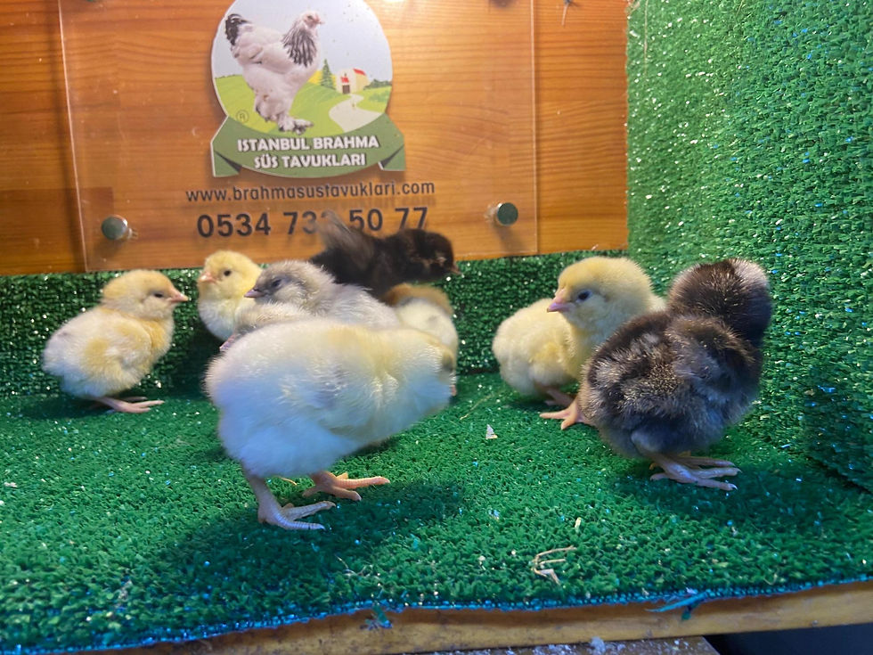 Küçük resim: Renkli Ameraucana Civcivleri