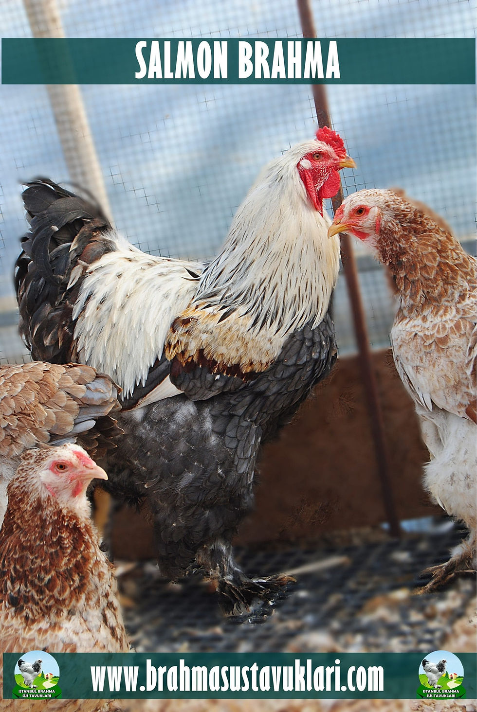 Salmon Brahma Kuluçkalık Yumurta