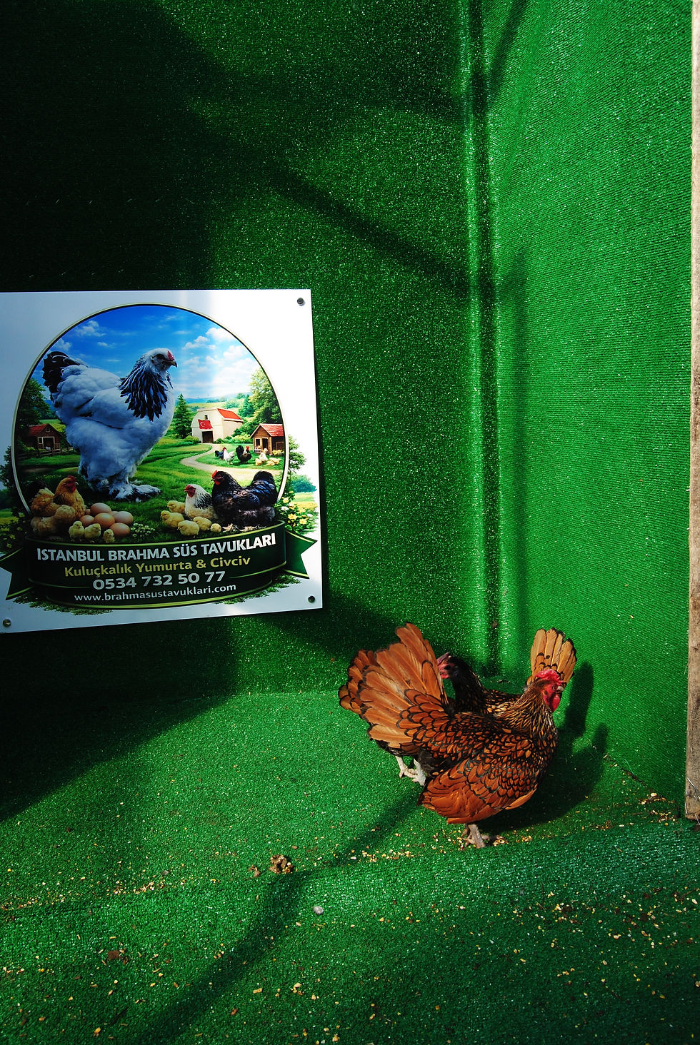 Küçük resim: Gold Zibrit Kuluçkalık Yumurta