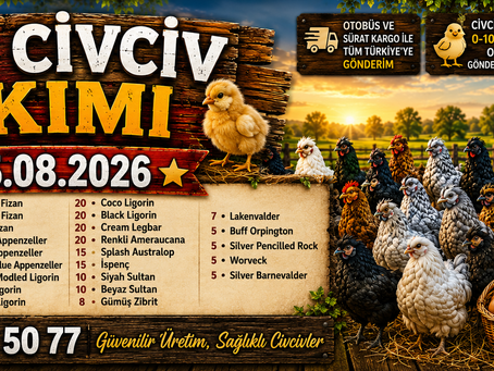Yeni Çıkım 15.08.2026 - Brahma Civciv,Wyandotte,İspenç