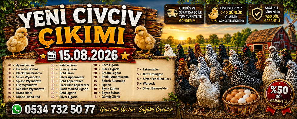 Yeni Çıkım 15.08.2026 - Brahma Civciv,Wyandotte,İspenç