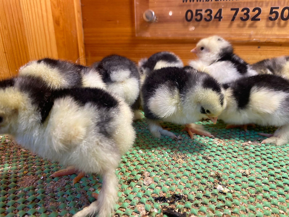 Küçük resim: Black Modled Brahma Civciv