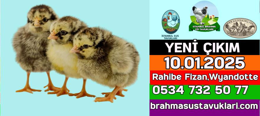 Yeni Civciv Çıkımı Silver Wyandotte Rahibe Fizan