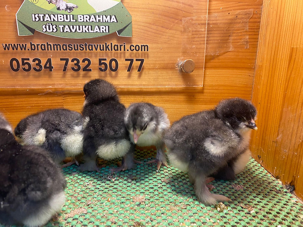 Küçük resim: Black Brahma Civciv