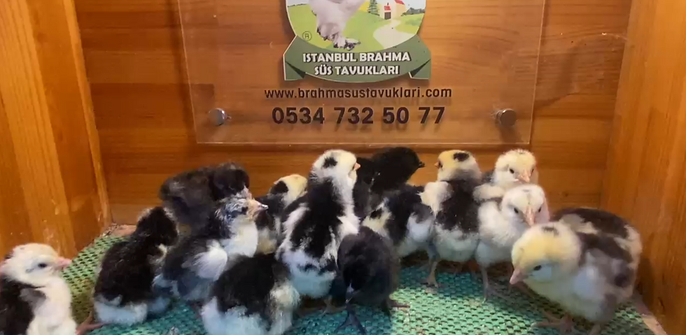 Küçük resim: Black Modled Ligorin Civciv