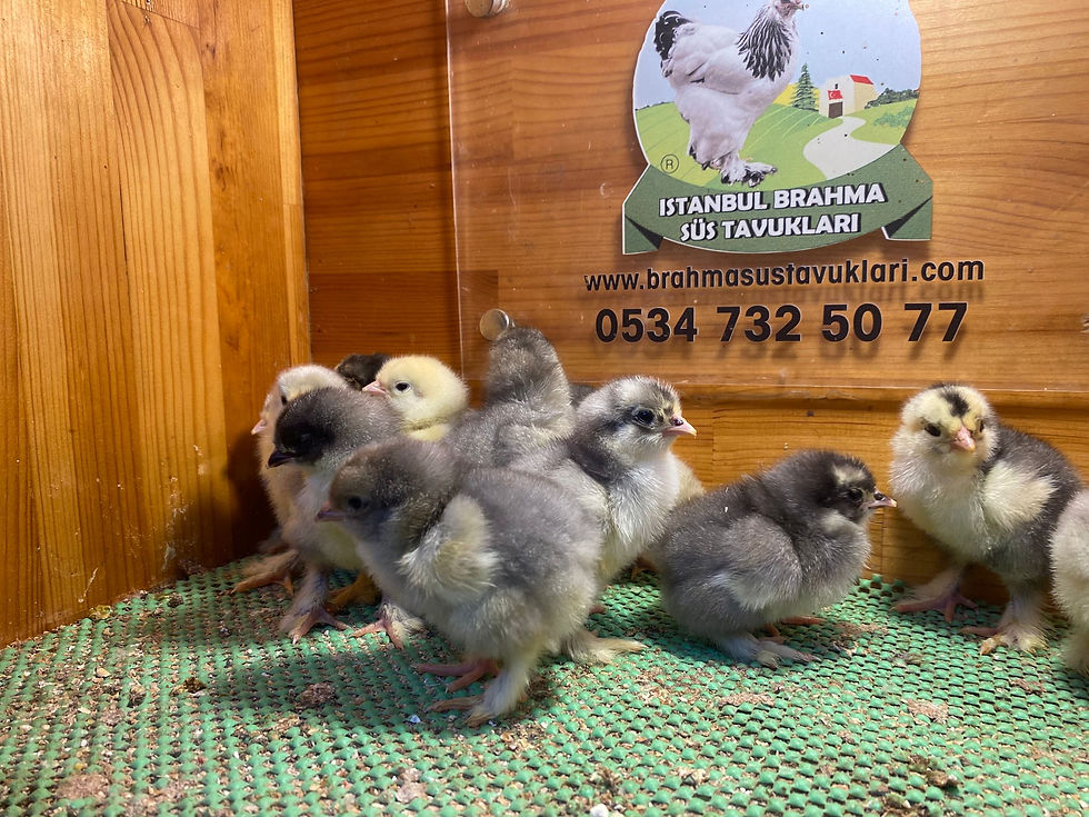 Küçük resim: Mavi Blue Brahma Civcivleri