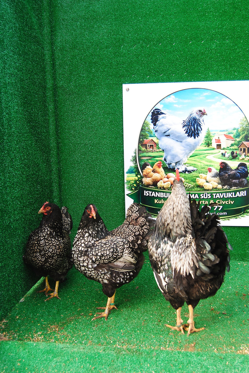 Küçük resim: Barnevelder Kuluçkalık Yumurta