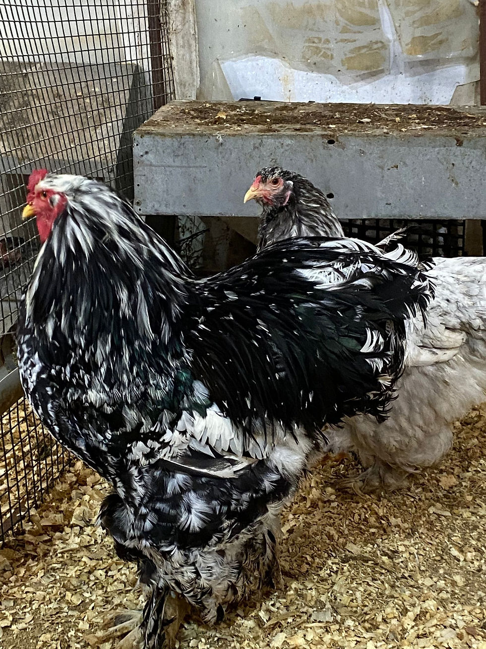 Küçük resim: Blue Moddlet Brahma Kuluçkalık Yumurta