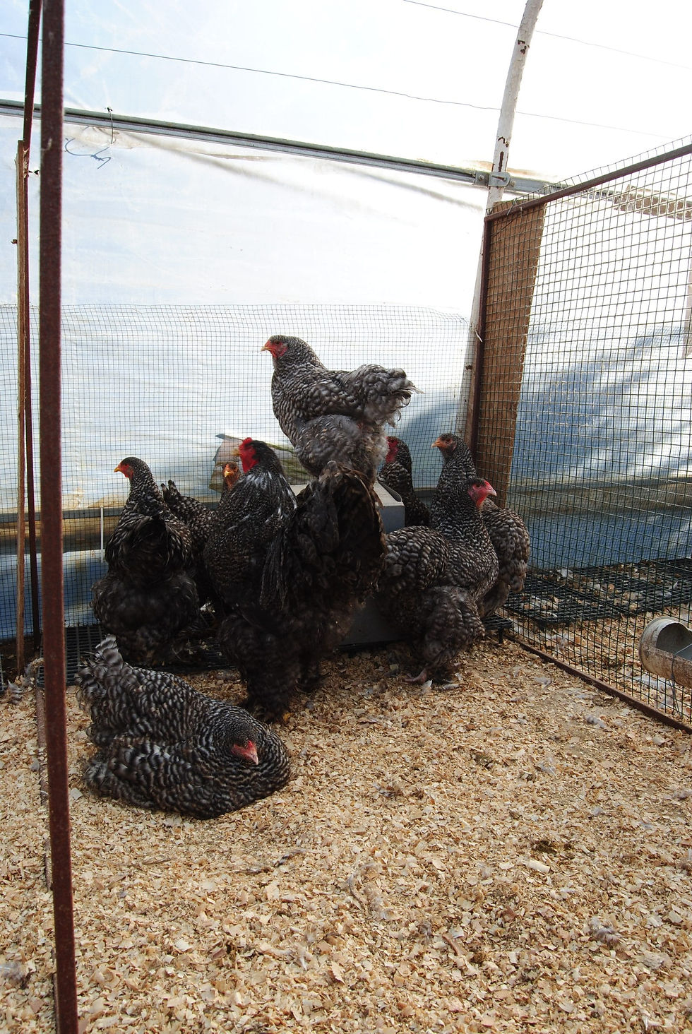 Küçük resim: Coco Brahma Kuluçkalık Yumurta