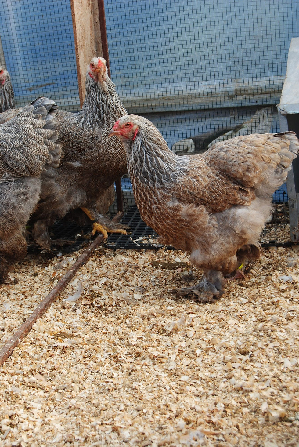 Küçük resim: Bso Brahma Kuluçkalık Yumurta