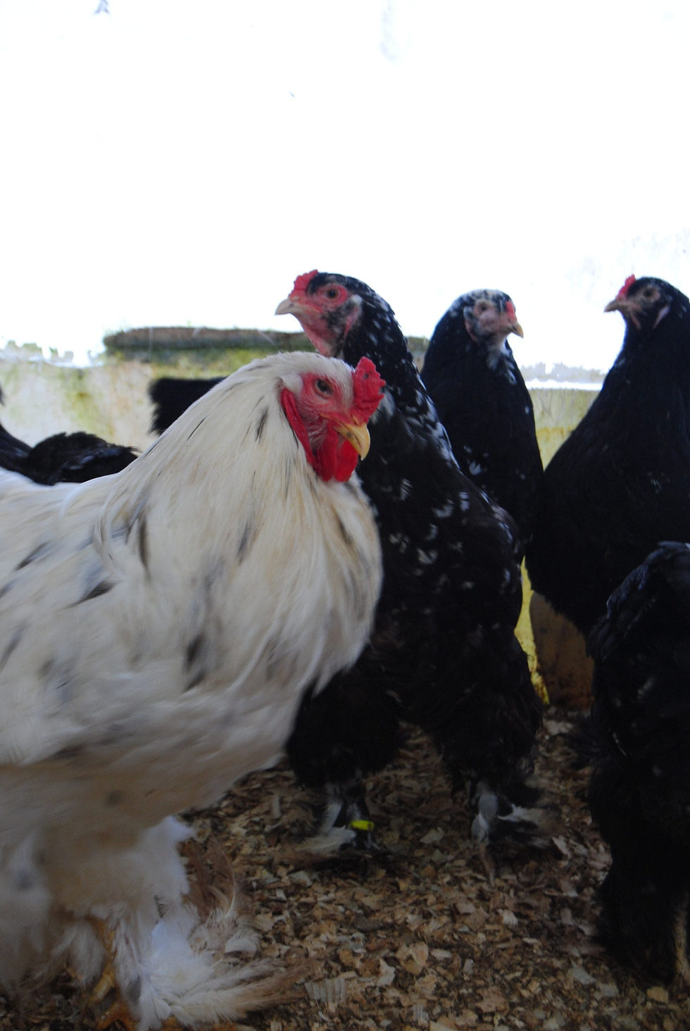 Küçük resim: Black Mottled Brahma eggs Kuluçkalık Yumurta