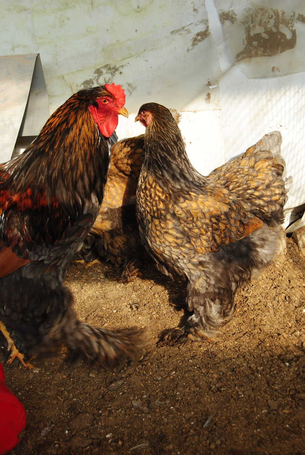 Küçük resim: Gold Laced Brahma Kuluçkalık Yumurta