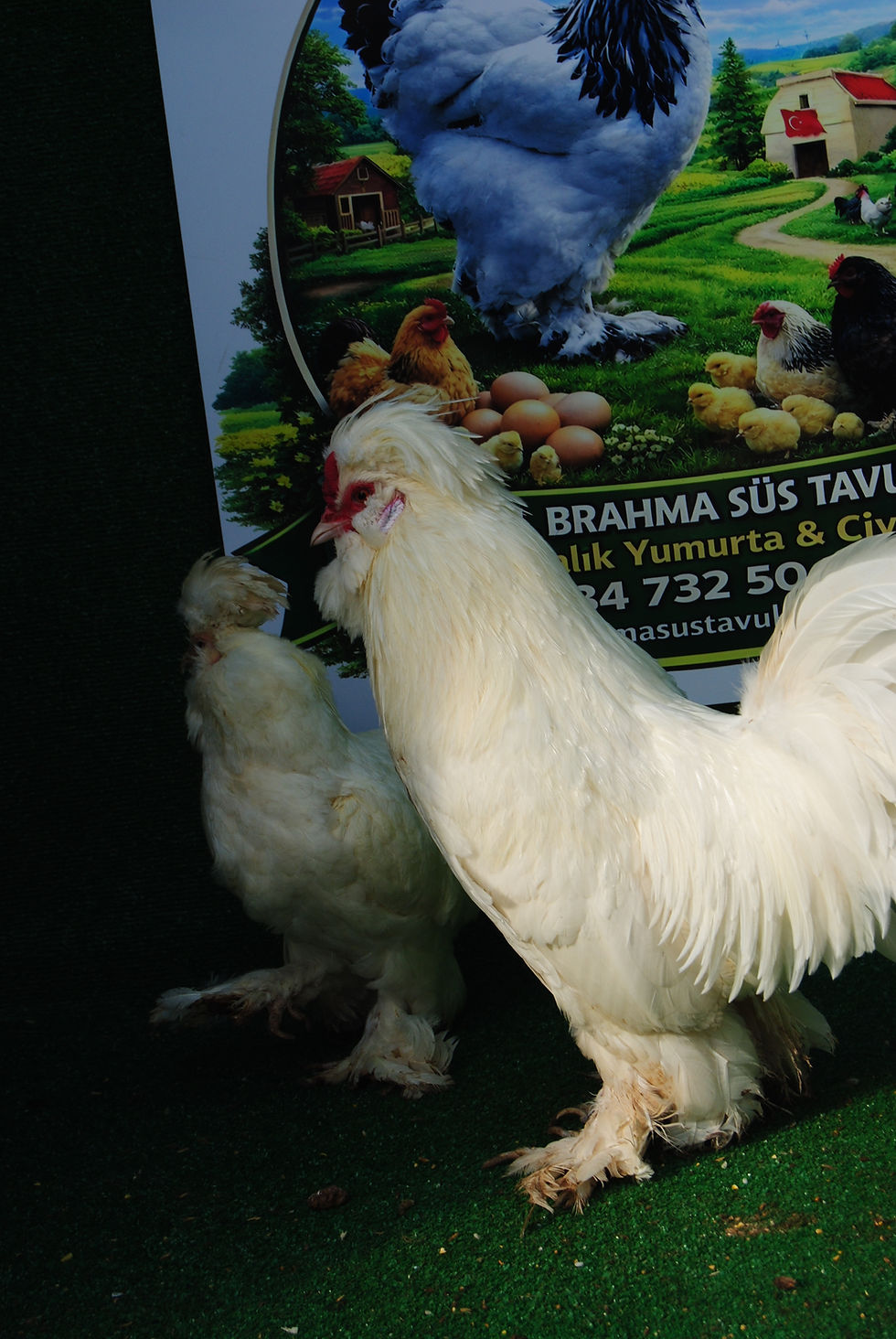 Küçük resim: Osmanlı Sultan Kuluçkalık Yumurta - Ottoman Sultan eggs