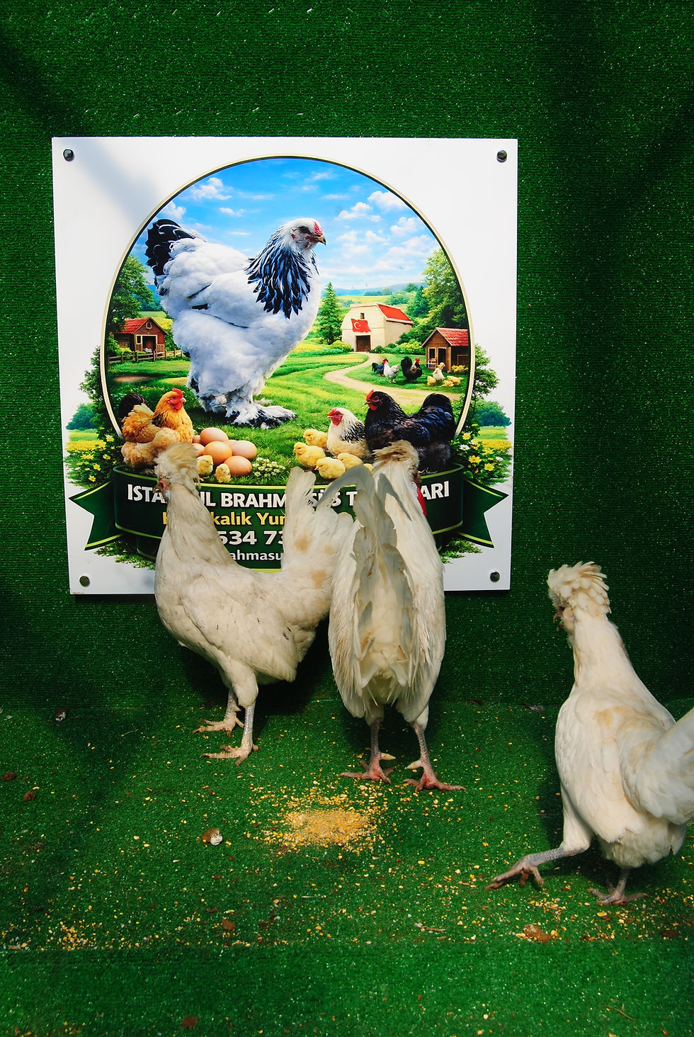 Küçük resim: White Fizan Kuluçkalık Yumurta