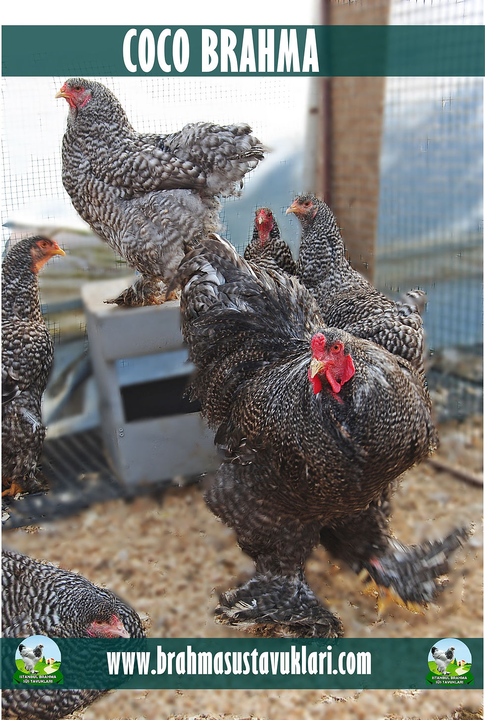 COCO BRAHMA 2025 (4)