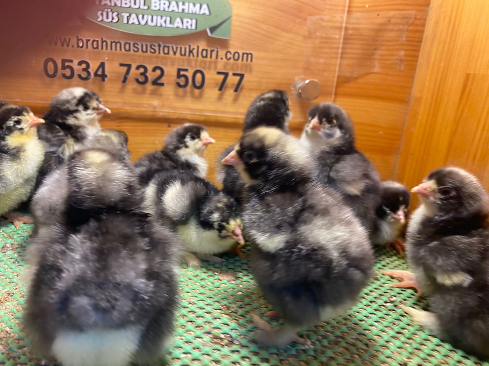 Küçük resim: Coco Brahma Civcivleri