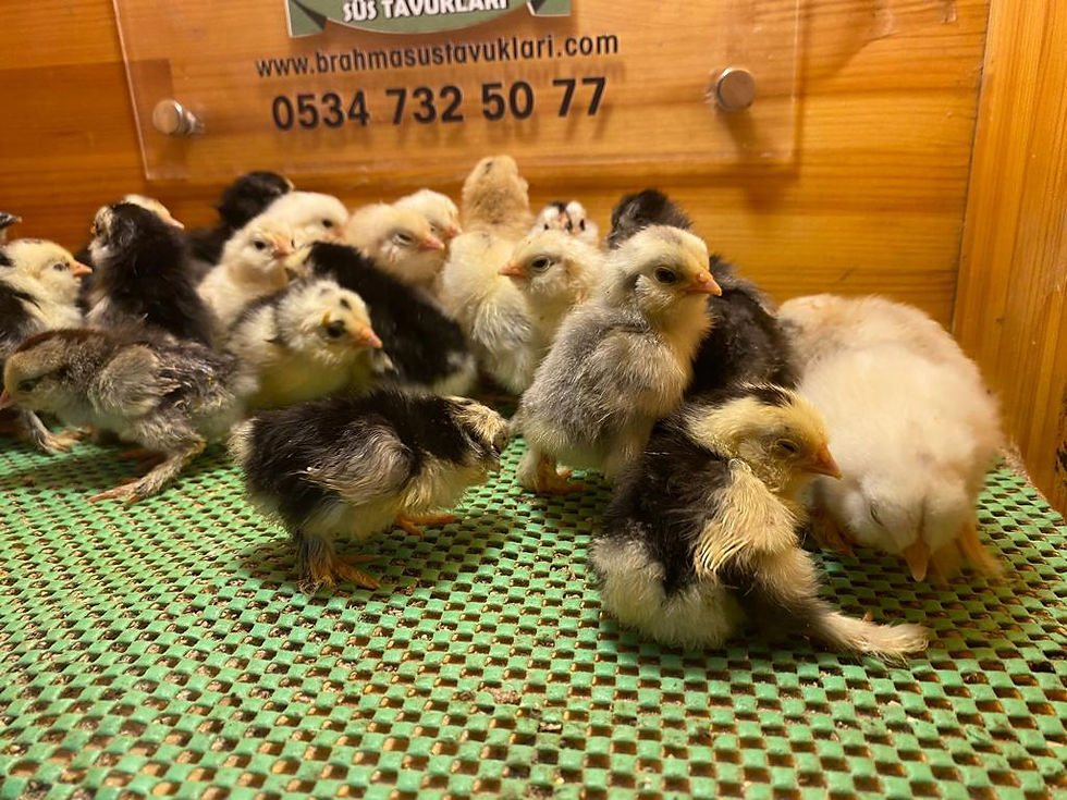 Küçük resim: İspenç Civciv