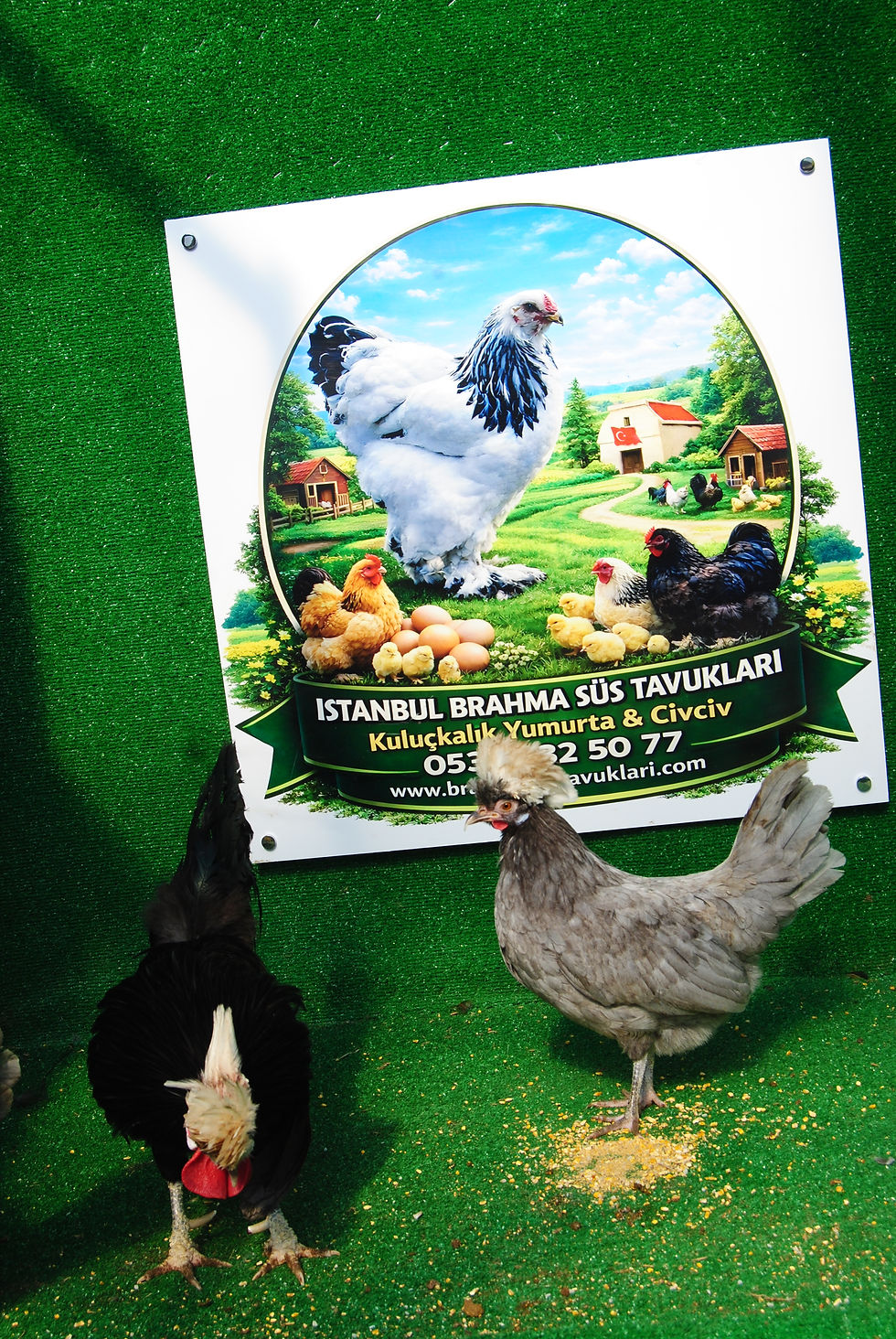 Küçük resim: Blue Fizan Kuluçkalık Yumurta