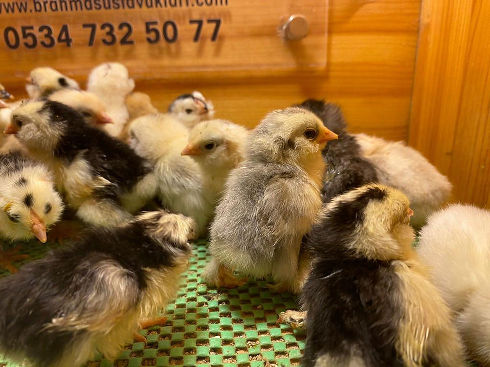 Küçük resim: İspenç Civciv